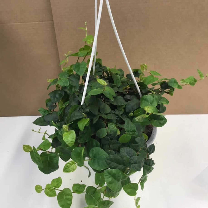 Buy Ficus pumila (Creeping Fig) online UK