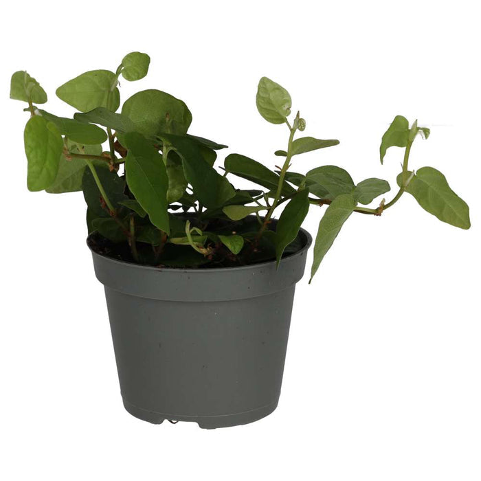 Buy Ficus pumila (Creeping Fig) online UK