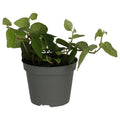 Buy Ficus pumila (Creeping Fig) online UK