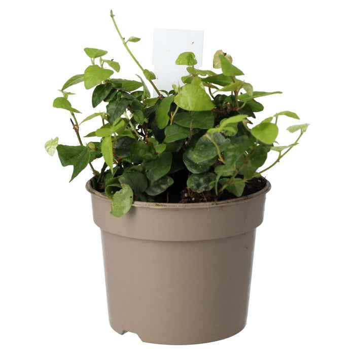 Buy Ficus pumila (Creeping Fig) online UK