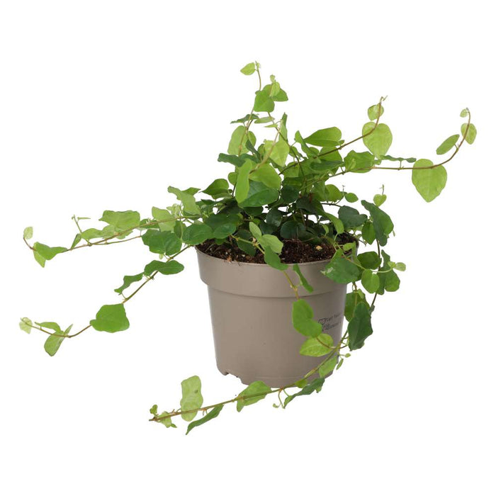 Buy Ficus pumila (Creeping Fig) online UK