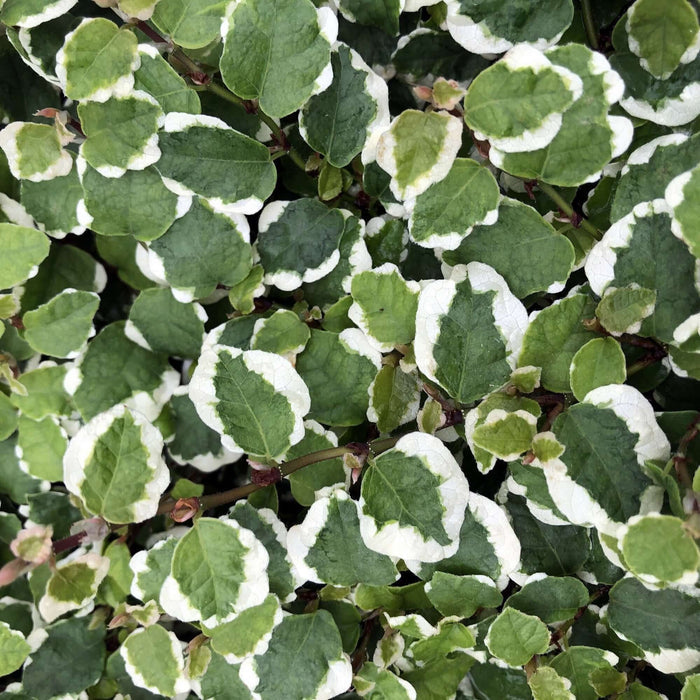 Buy Ficus pumila 'Variegata' online UK