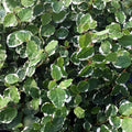 Buy Ficus pumila 'Variegata' online UK