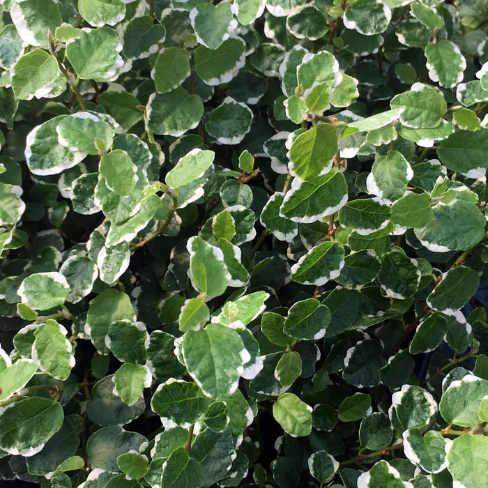 Buy Ficus pumila 'Variegata' online UK