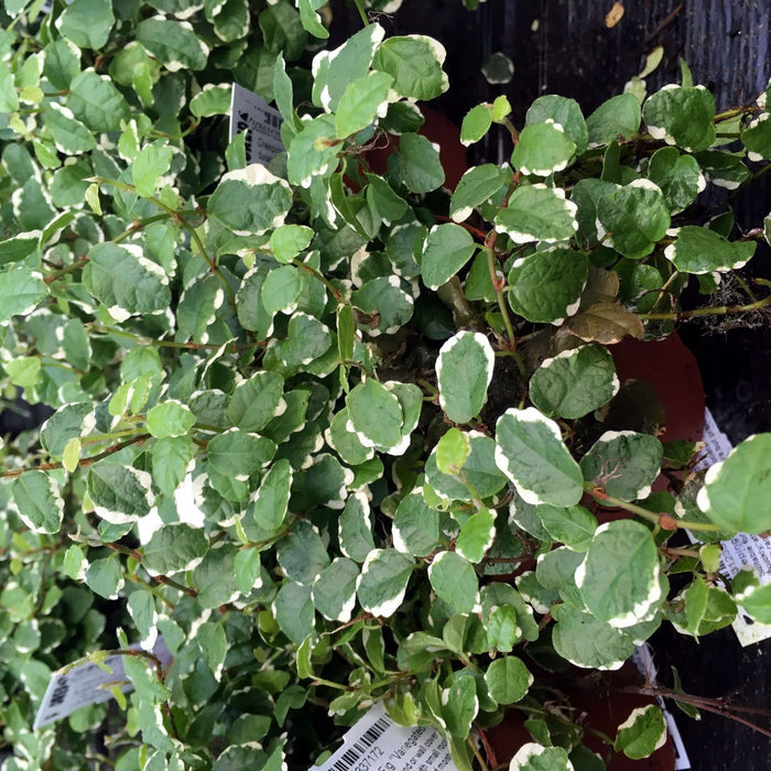 Buy Ficus pumila 'Variegata' online UK