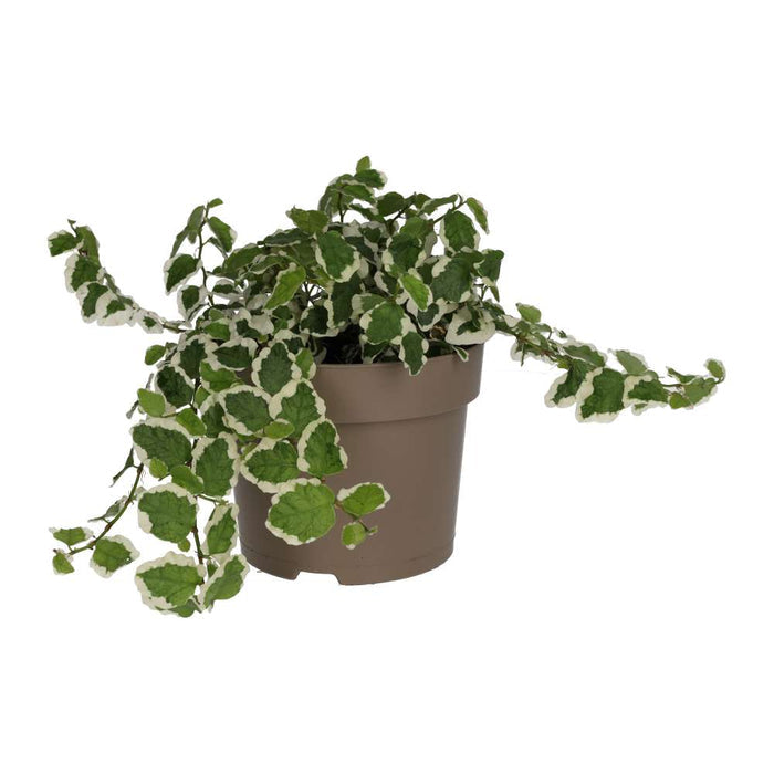 Buy Ficus pumila 'Variegata' online UK