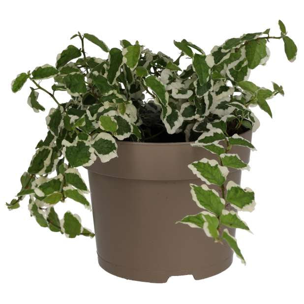 Buy Ficus pumila 'Variegata' online UK