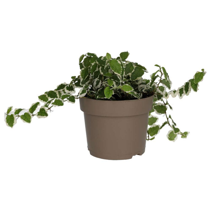 Buy Ficus pumila 'Variegata' online UK