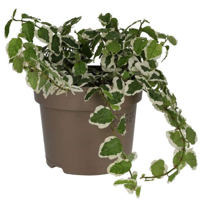Buy Ficus pumila 'Variegata' online UK