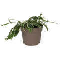 Buy Ficus sagittata 'Radicans' Variegated online UK