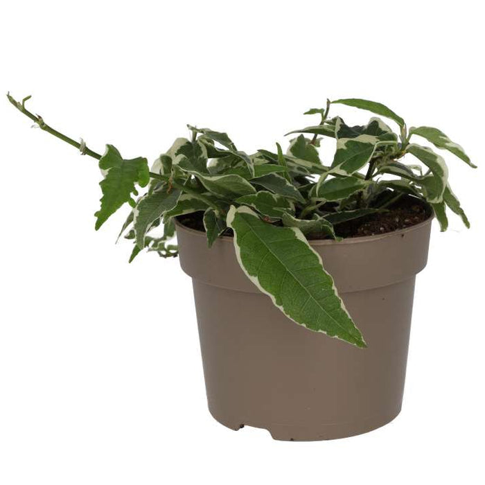 Buy Ficus sagittata 'Radicans' Variegated online UK
