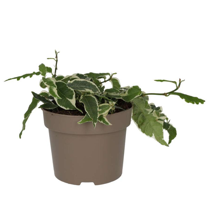 Buy Ficus sagittata 'Radicans' Variegated online UK