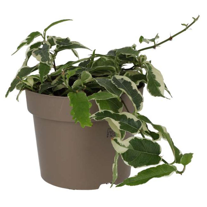Buy Ficus sagittata 'Radicans' Variegated online UK
