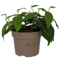 Buy Ficus sagittata 'Radicans' online UK