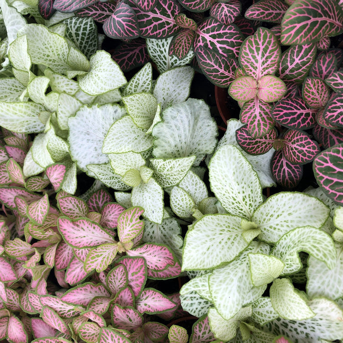 Buy Fittonia albivenis (Nerve Plant) online UK
