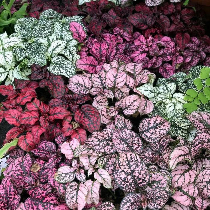 Buy Fittonia albivenis (Nerve Plant) online UK
