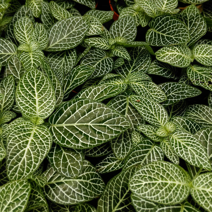 Buy Fittonia albivenis (Nerve Plant) online UK