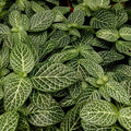 Buy Fittonia albivenis (Nerve Plant) online UK