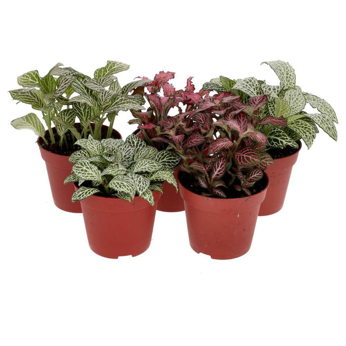 Buy Fittonia albivenis (Nerve Plant) online UK