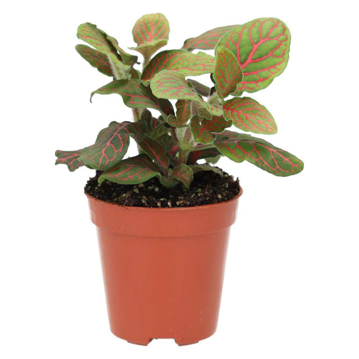 Buy Fittonia albivenis (Nerve Plant) online UK