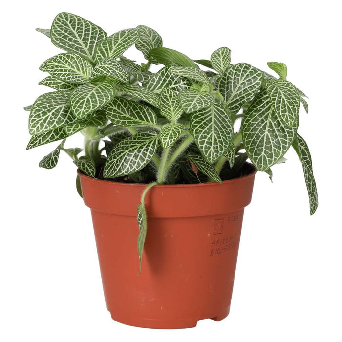 Buy Fittonia albivenis (Nerve Plant) online UK