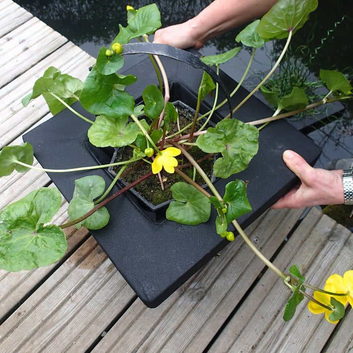 Buy Floating Aquatic Basket Square online UK