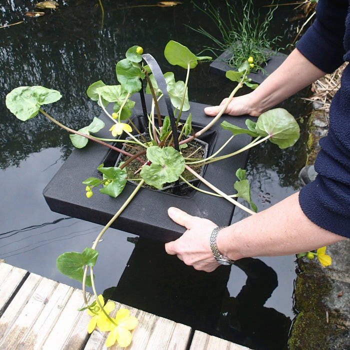 Buy Floating Aquatic Basket Square online UK