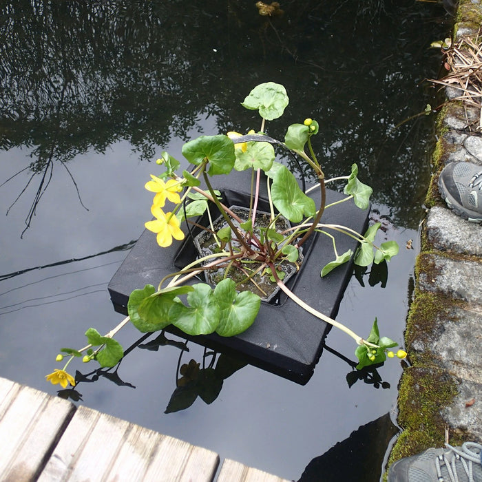 Buy Floating Aquatic Basket Square online UK