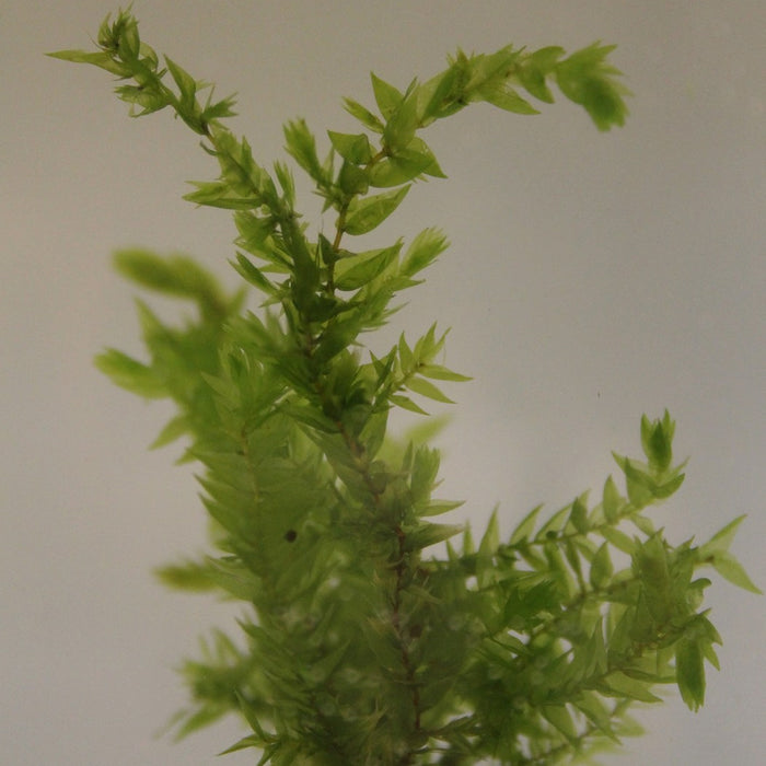 Buy Fontinalis antipyretica (Willow Moss) online UK