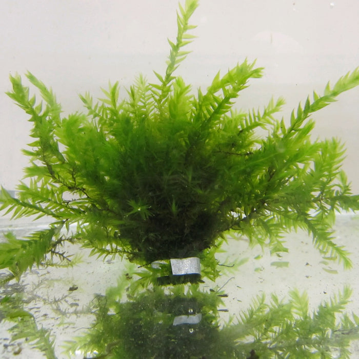 Buy Fontinalis antipyretica (Willow Moss) online UK