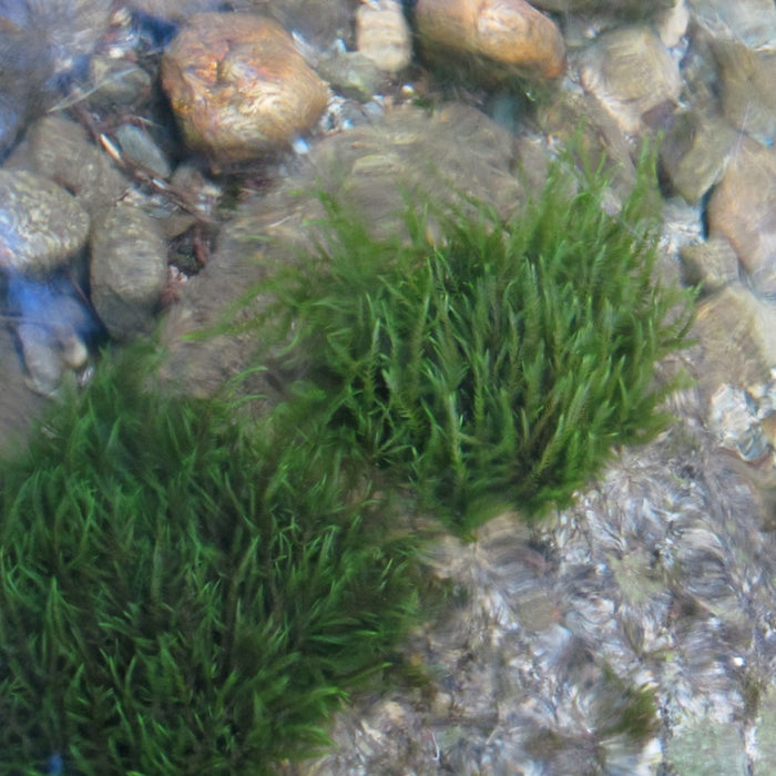 Buy Fontinalis antipyretica (Willow Moss) online UK