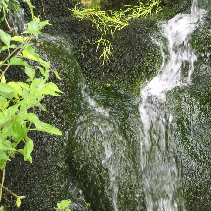 Buy Fontinalis antipyretica (Willow Moss) online UK