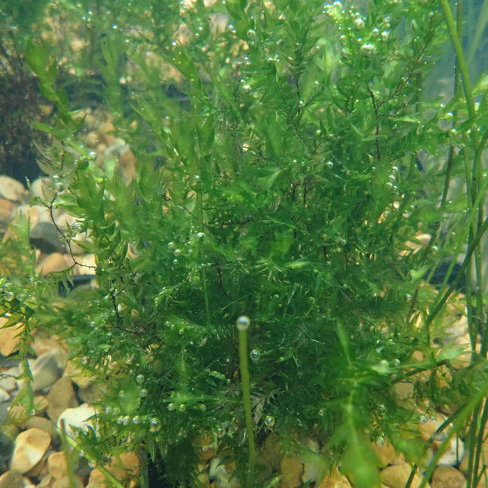 Buy Fontinalis antipyretica (Willow Moss) online UK