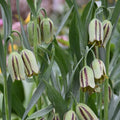 Buy Fritillaria acmopetala (Pointed-petal Fritillary) Bulbs online UK