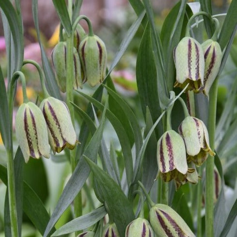 Buy Fritillaria acmopetala (Pointed-petal Fritillary) Bulbs online UK