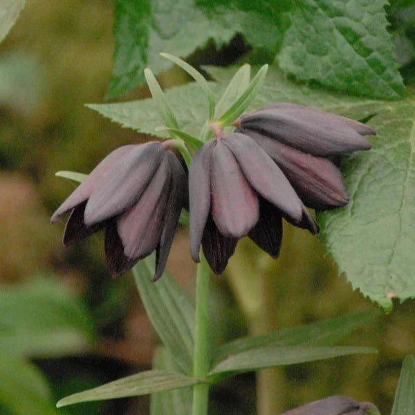 Buy Fritillaria camschatcensis (Kamchatka Fritillary) Bulbs online UK