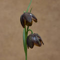 Buy Fritillaria davisii (Davis Fritillary) Bulbs online UK
