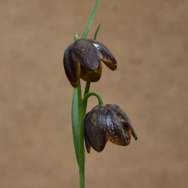 Buy Fritillaria davisii (Davis Fritillary) Bulbs online UK