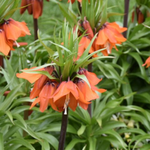 Buy Fritillaria eduardii 'Sunrise' Bulbs online UK