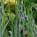 Buy Fritillaria elwesii (Elwe's Fritillary) Bulbs online UK