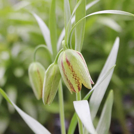 Buy Fritillaria hermonis ssp. amana Bulbs online UK