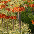 Buy Fritillaria imperialis 'Argenteovariegata' Bulbs online UK