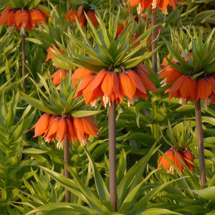 Buy Fritillaria imperialis 'Aurora' Bulbs online UK