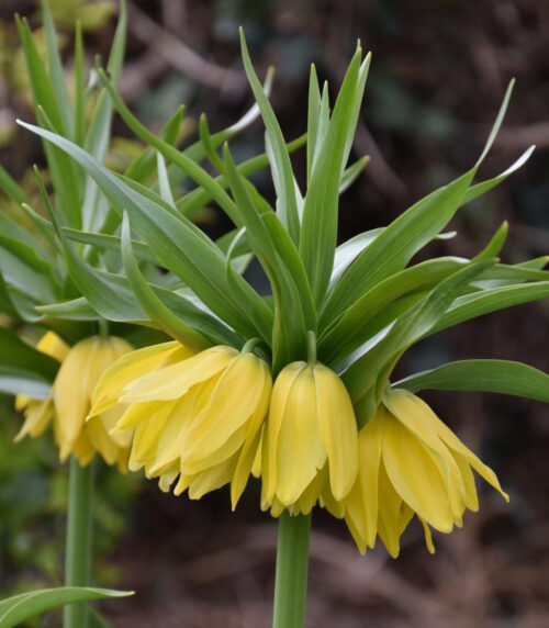 Buy Fritillaria imperialis 'Double Gold' Bulbs online UK