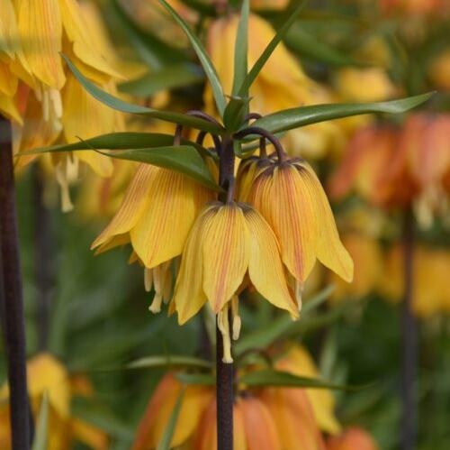 Buy Fritillaria imperialis 'Early Dream' Bulbs online UK