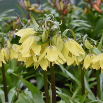 Buy Fritillaria imperialis 'Early Sensation' Bulbs online UK