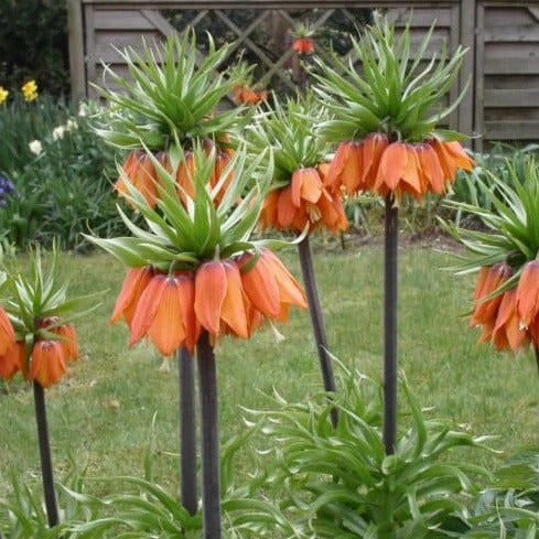 Buy Fritillaria imperialis 'Garland Star' Bulbs online UK