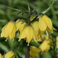 Buy Fritillaria imperialis 'Helena' Bulbs online UK