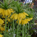Buy Fritillaria imperialis 'Lutea' Bulbs online UK