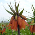 Buy Fritillaria imperialis 'Orange Beauty' Bulbs online UK